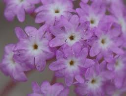 Abronia rose